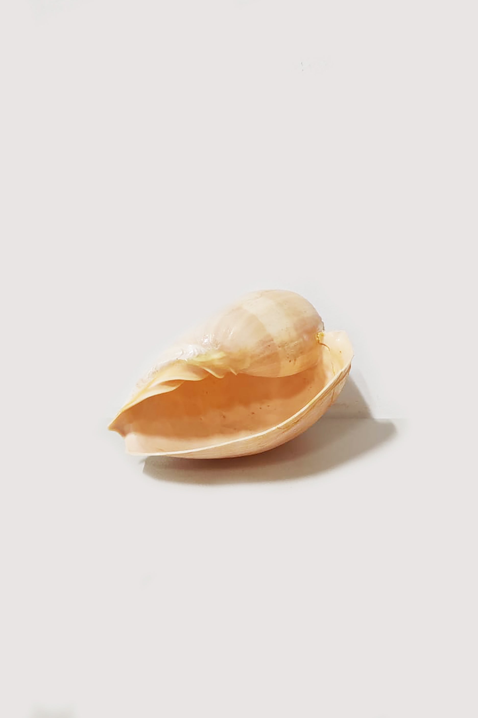 Large Shell