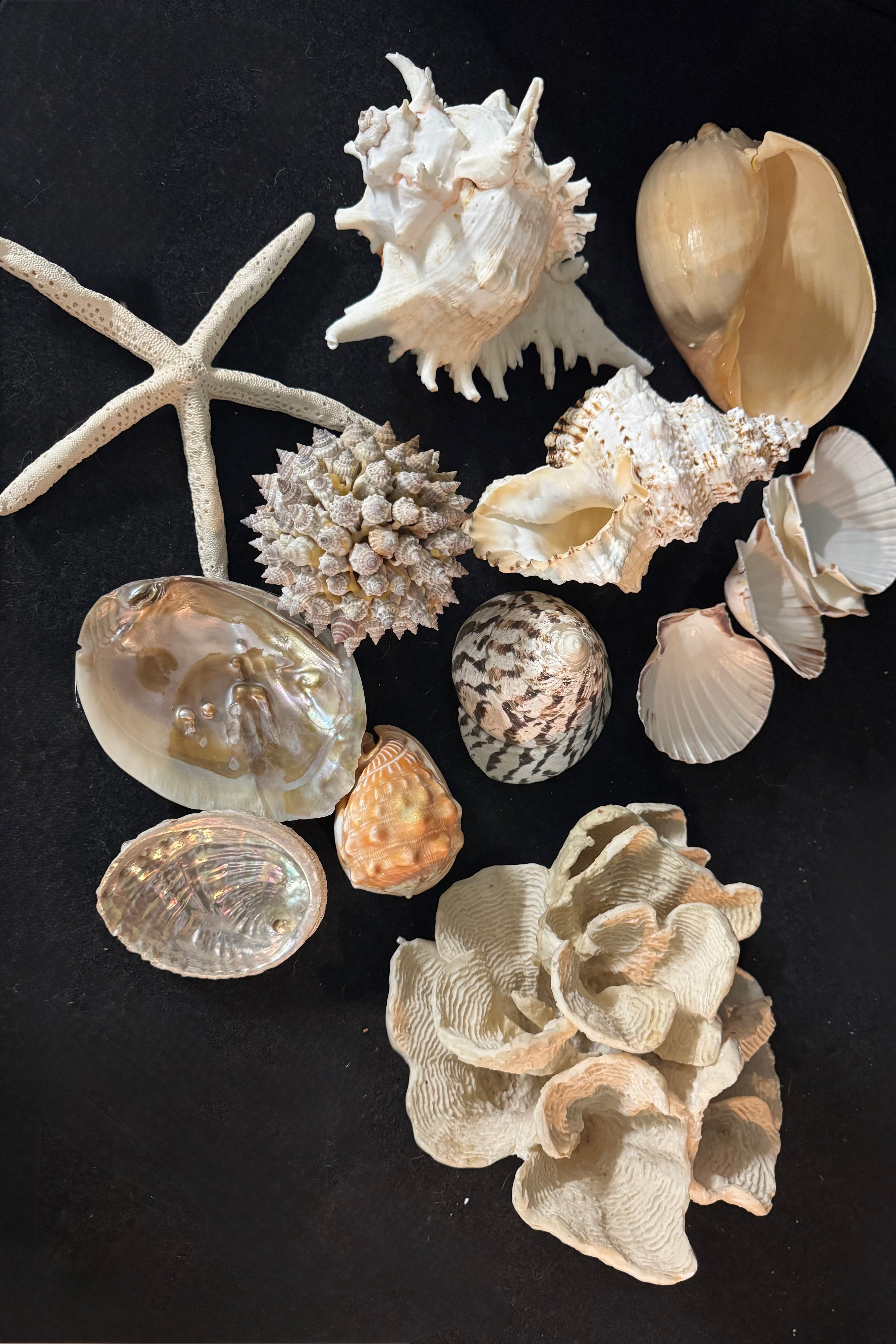 Seashell Collection for still-life – ProppedUpRentals