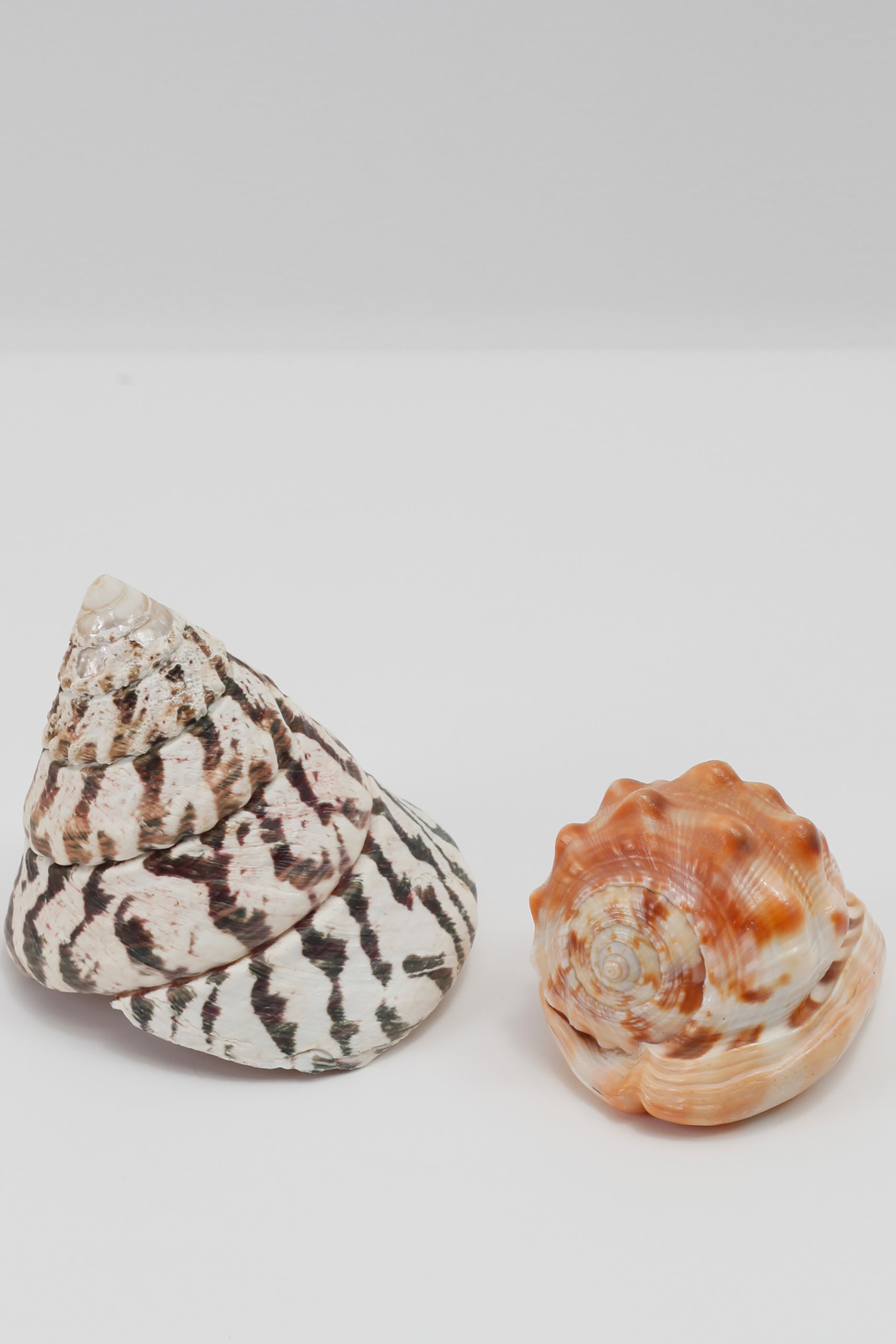 Large Shells