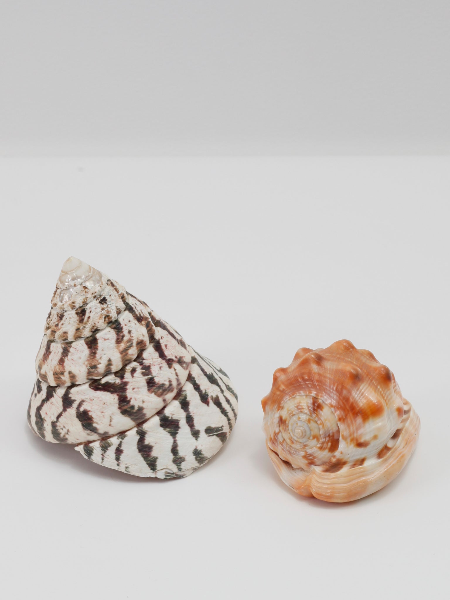 Large Shells