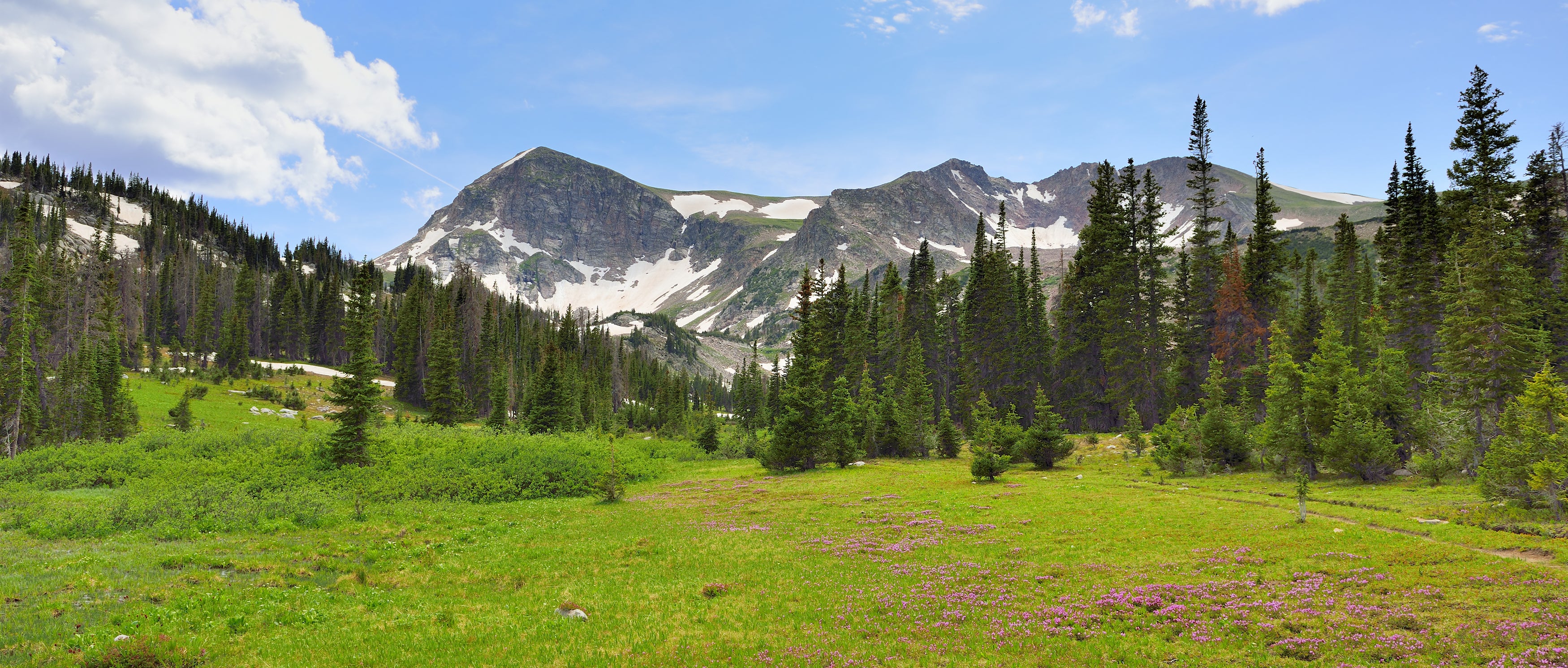 Nordic Forest Backdrop